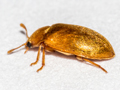 Byturus tomentosus
